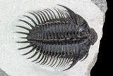 Spiny Comura Trilobite - Top Quality Specimen #108781-2